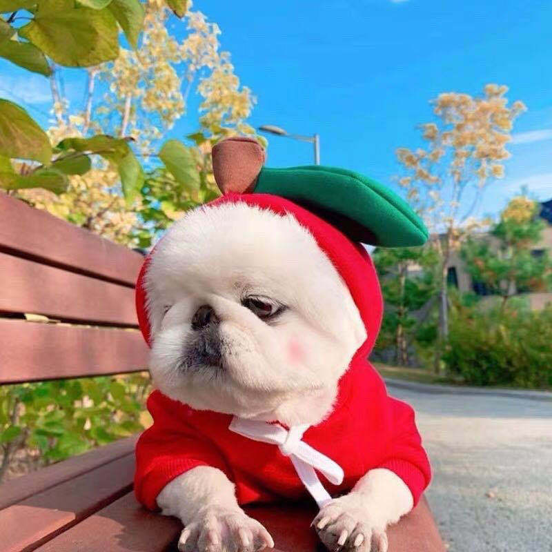 Pet Hoodies