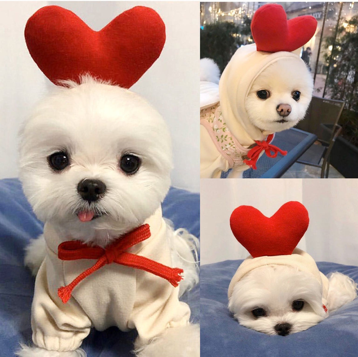 Pet Hoodies